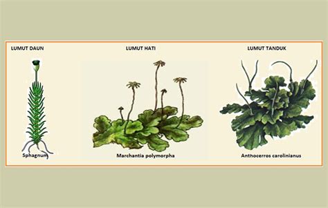 Check spelling or type a new query. Bryophyta (Lumut) : Pengertian, Ciri, Struktur ...