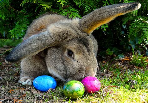 Dina 4 osterhasenbilder / witzige weihnachtskarten. Osterhase Foto & Bild | tiere, haustiere, nagetiere & kaninchen Bilder auf fotocommunity