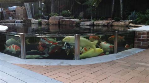 ɲiɕi̥kiꜜɡoi, literally brocaded carp), are colored varieties of the amur carp (cyprinus rubrofuscus). The World's Most Beautiful Koi Pond - YouTube