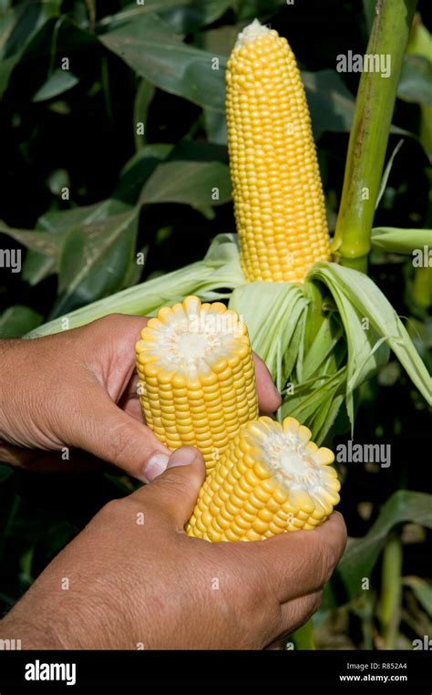 Genetically Modified Maize From South Western France Hi Res Stock
