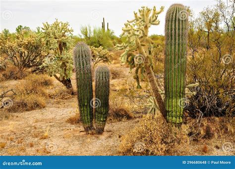 Young Saguaro Cactus Sonora Desert Arizona Stock Photo Image Of Range