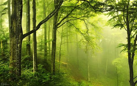 Beautiful Green Forest Forest Landscape Wallpaper Preview