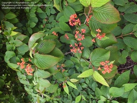 Plant Identification Closed Treeshrub With Orange Berry