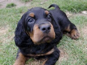 Gordons are attentive and lively with agreeable dispositions. Pedigree KC Registered Gordon Setter Puppies in St. Albans ...