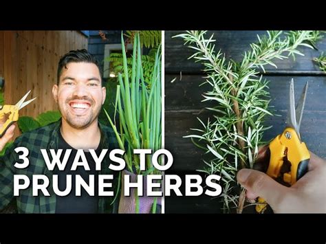 How To Prune Herbs For The Best Flavor Hayfarmguy