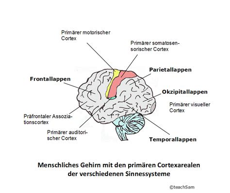 Überblick Anatomischer Aufbau Des Gehirns