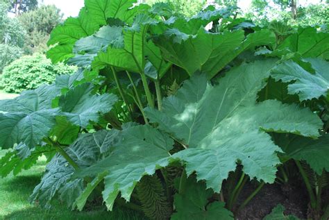 Gunnera Manicata. Perennials for Sale UK. Letsgoplanting.co.uk