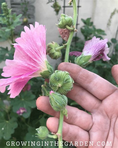 How To Grow Hollyhocks Hollyhock Growing Guide Growing In The Garden