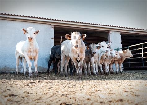 Animal Husbandry Stock Photo Image Of Cattle Milking 57548808