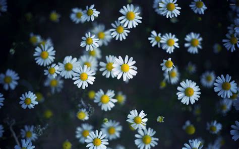 Hd Daisy Wallpapers