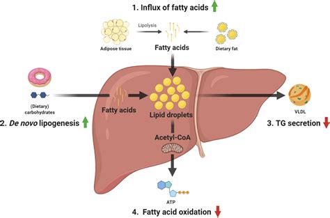 Fatty Liver Disease An Insight