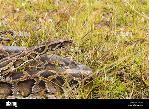 Wild Burmese Python In Grass In Florida Python Bivittatus Stock Photo