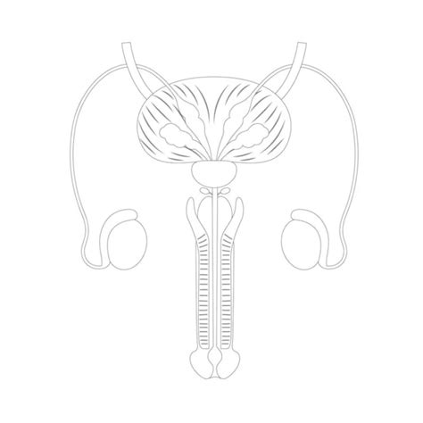 Diagrama De Línea De La Anatomía De Los órganos Reproductores