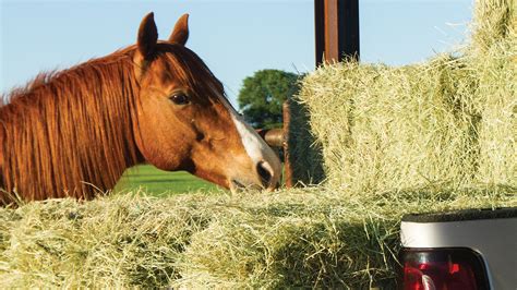 Delivering The Goods Tips For Buying Horse Hay Western Horseman
