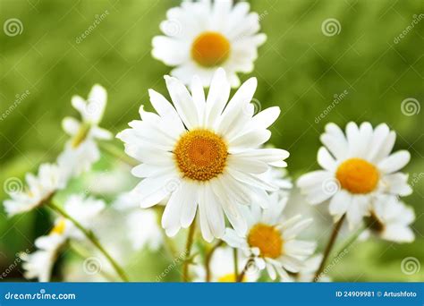 White Marguerite Flowers Stock Image Image Of Grass 24909981