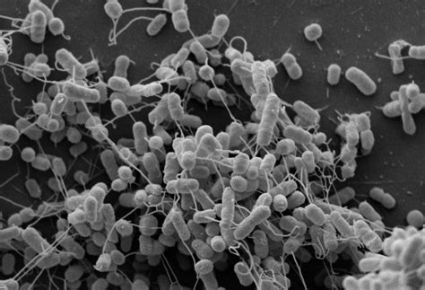 Bacteria Network For Food Eurekalert Science News