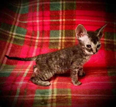 Here at royal sphynx cattery, we try to have diverse kitten colors for sale to. Gorgeous Donskoy Sphynx Kittens for Sale in Gilroy ...