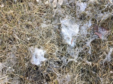 Sneezing Into Spring How Snow Mould Can Affect Your Health Globalnewsca