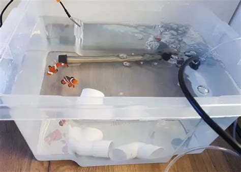 10 Gallon Quarantine Tank Setup Telnyet Aquarium Fish