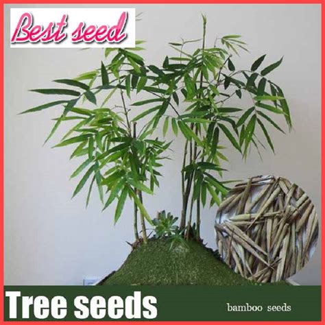 50pcs bamboo seeds home perennial bonsai plant moso bamboo tree seeds by bestseed on etsy