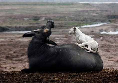 19 Unlikely Animals Who Are Best Friends Business Insider
