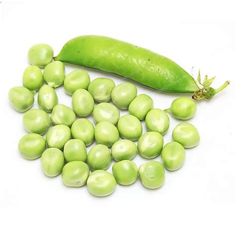 10 Pcs Sweet Peas Seeds Best Seeds Online Free Shipping Worldwide