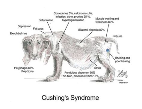18 tips on how to save money on dog care, health, vet bills, and meds. Cushing's Syndrome in Dogs : 'Things You Need to Know ...