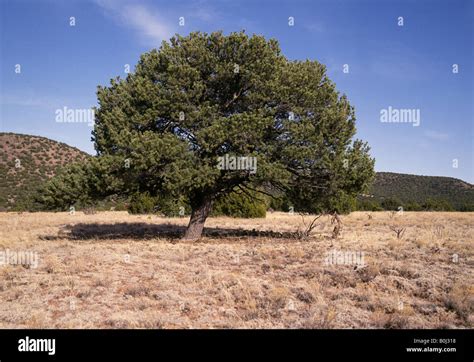 Portrait Of A Pinon Tree Pinus Edulis Is The New Mexico State Tree