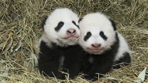 Video Autriche Les Deux Bébés Pandas Du Zoo De Vienne Ont été Baptisés