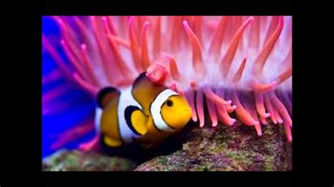Clown Fish And Sea Anemone Youtube