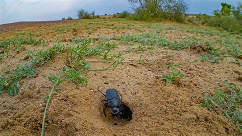 Dung Beetle Facts Diet Habitat Roundglass Sustain
