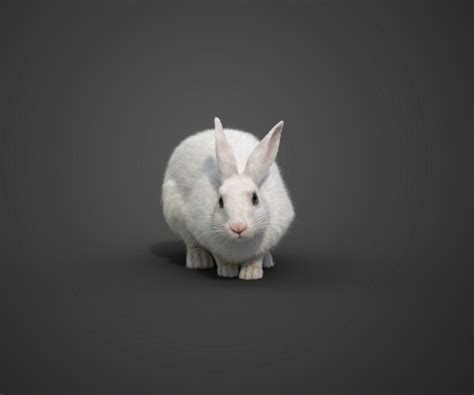 Artstation White Rabbit Animated Vfx Grace Game Assets