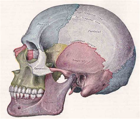 Useful Notes On The Temporal And Infratemporal Region Of Human Neck And