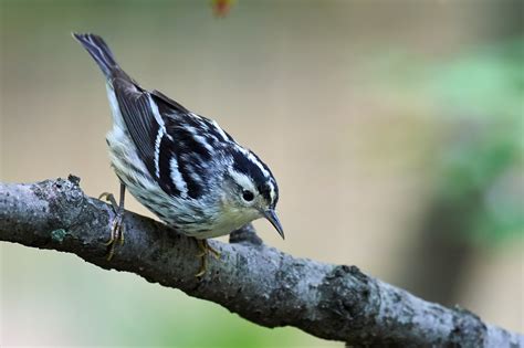 Birds Of New York Black And White Warbler