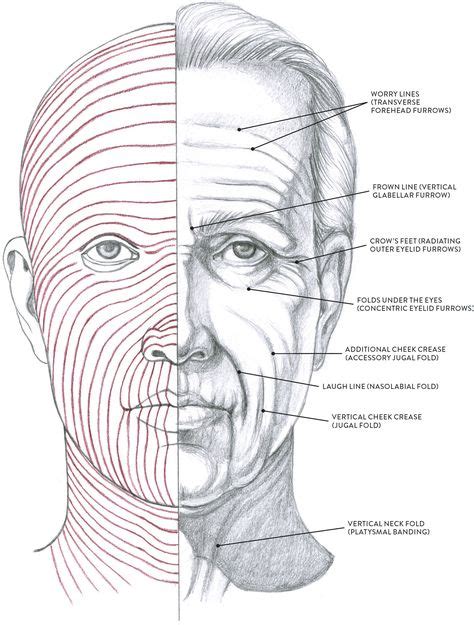 Facial Muscles And Expressions Classic Human Anatomy In Motion