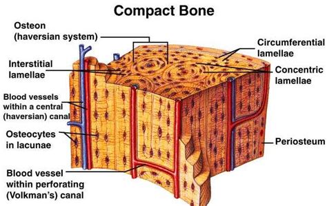 They consist of two outer layers of compact bone and an inner layer of spongy bone. Difference between Compact bone and Spongy bone - MD