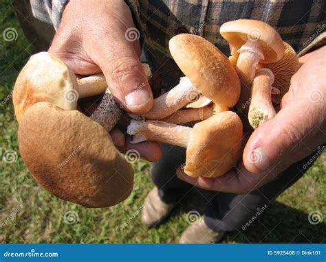 Mushrooms In A Hands Stock Photo Image Of Birch Delicious 5925408