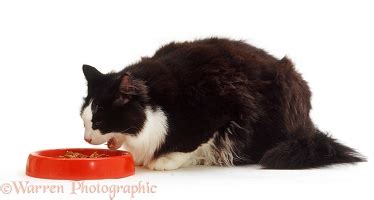 If you see this subtle tell while a guest is loving your cat, you may want to intervene before your guest goes home with scratch or bite marks. Black-and-white cat glancing up while eating photo WP15652