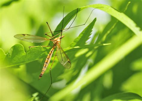 What Exactly Are Crane Flies Hawx Pest Control