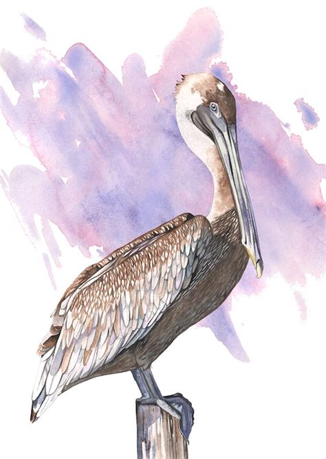 Pelican Print Of Watercolor Painting P2516 Pelican