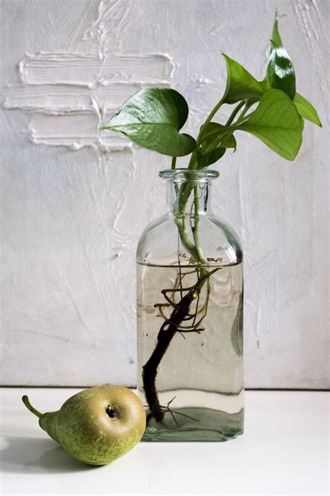 Free Images Water Branch Light Glass Vase Food Green Produce Bottle Pear Still Life
