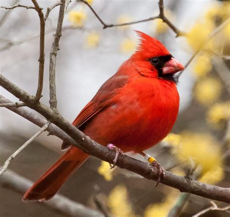Northern Cardinal Red Male Birds America Cardinal Hd Wallpaper