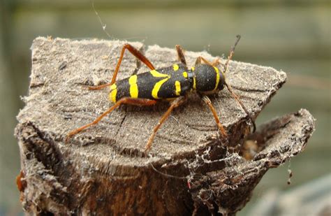 Wasp Beetle Herb Miller