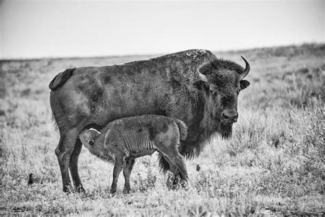 Rocky Mountain Arsenal National Wildlife Refuge Photography