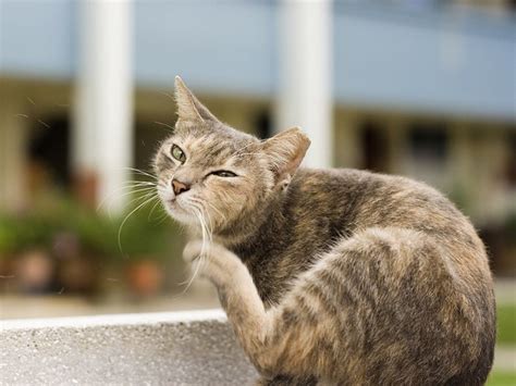 Some cat owners are really crazy about their cats! Why Is My Cat Scratching Its Ears and Shaking Its Head ...