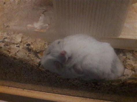 My Girlfriends Hamster Taking A Nap Cute Hamsters Hamster Cat Day