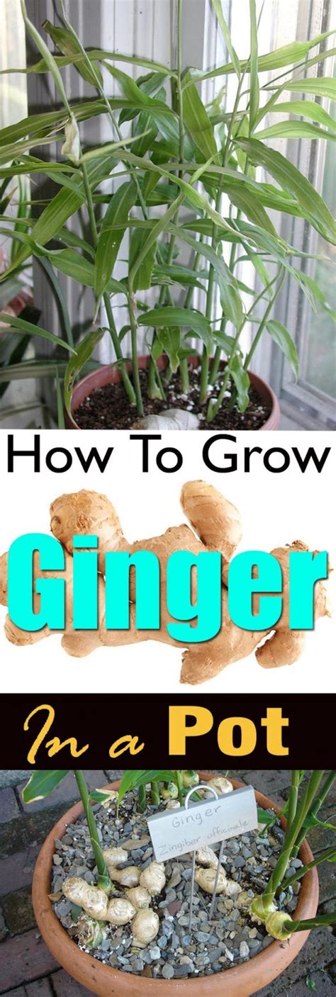 How To Grow Ginger At Home Ginger Growing Root Grow Everything About Garden
