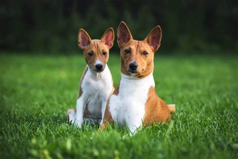 10 Best Basenji Dog Breeders In The Usa Basenjis For Sale Juniper Pets
