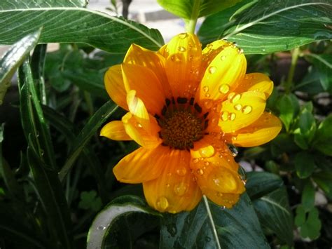 Maybe you would like to learn more about one of these? Yellow Costa Rica Flower - Cats R Cute