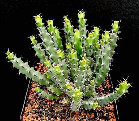 I would rate it as one of the easiest euphorbias. Details about ~Euphorbia caput medusae 'Medusa's Head ...